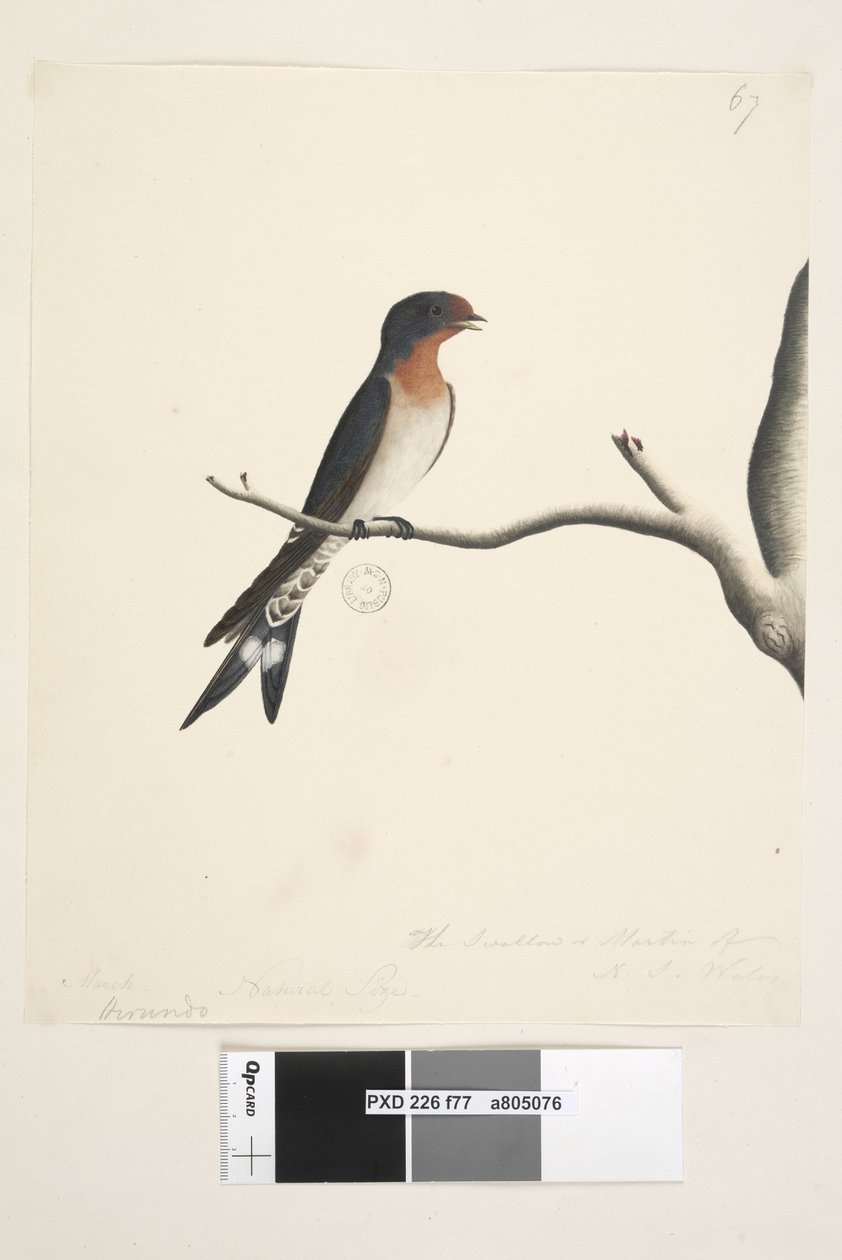 Sivu 77. Hirundo. otsikon yläpuolella eri kädessä maaliskuussa. Luonnollinen koko. oikeassa alakulmassa kolmannessa kädessä The Swallow tai Martin of N.S. Wales. Tervetuloa Swallow Hirundo neoxena, 1791-92 tekijältä Unknown artist