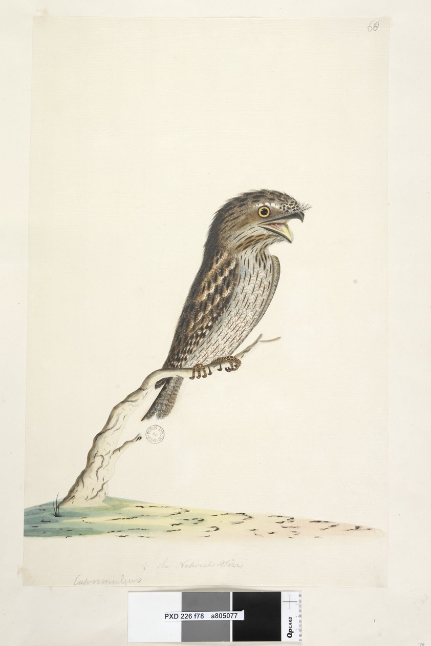 Sivu 78. Caprimulgus. alemmassa keskustassa eri kädessä 1/2 luonnollisesta koosta Tawny Frogmouth Podargus strigoides, 1791-92 tekijältä Unknown artist