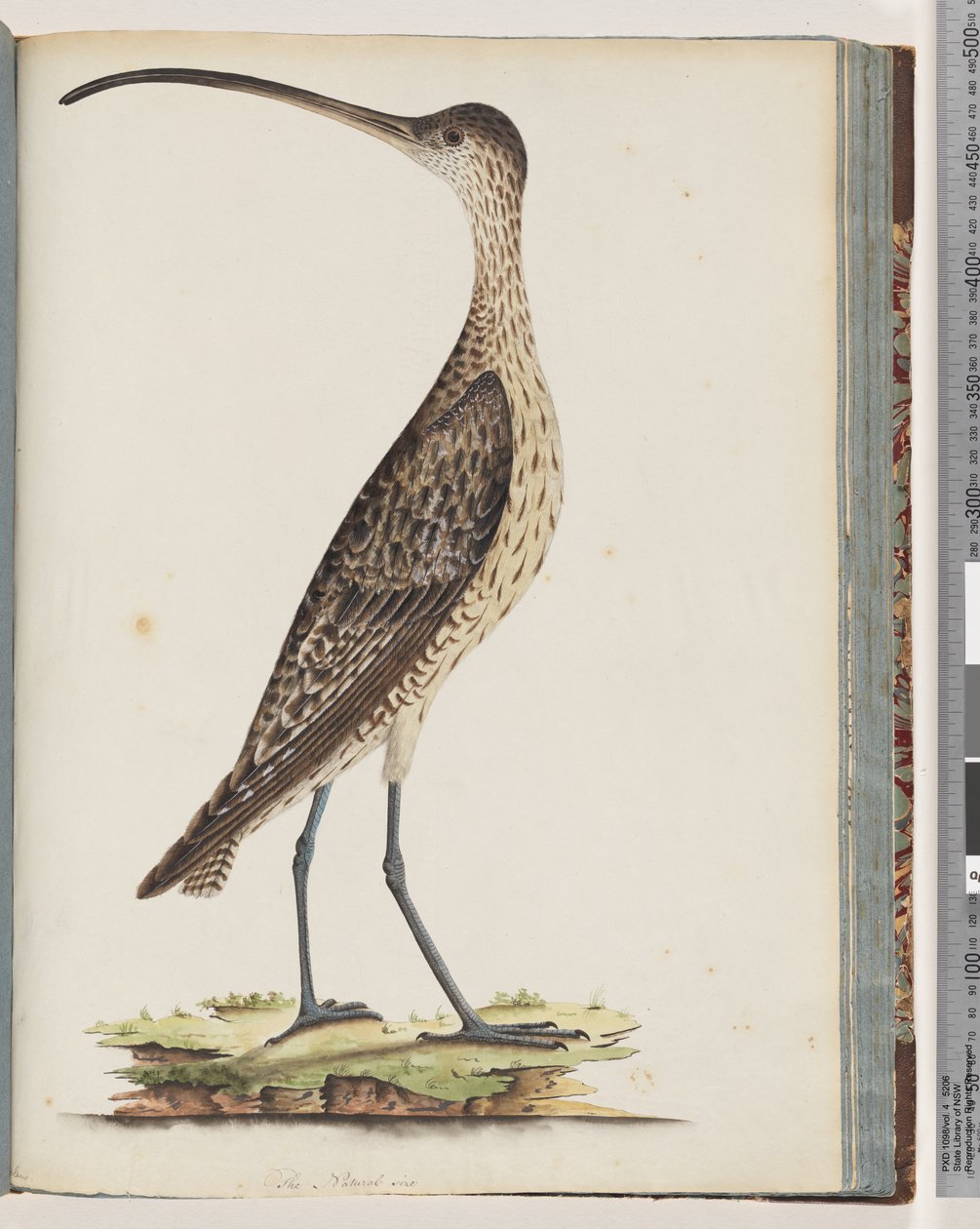 Sivu 78. Eastern Curlew tekijältä Unknown artist
