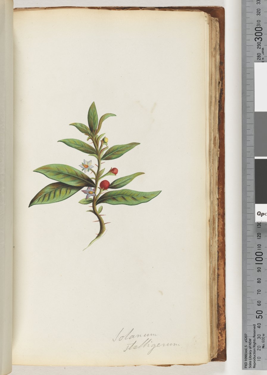 Sivu 78a. Solanum stelligerum / Star Nightshade tekijältä Unknown artist