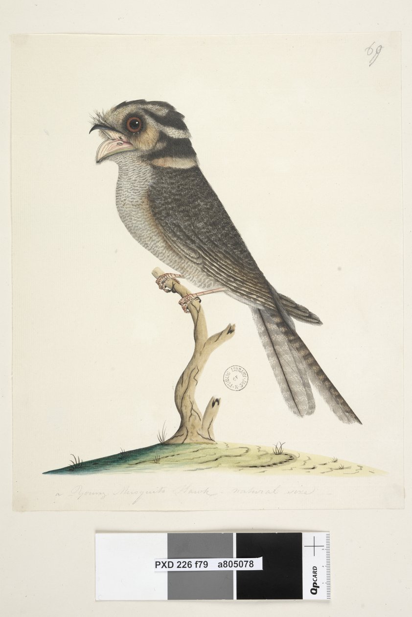 Sivu 79. Nuori Musquito Hawk, luonnollisen kokoinen Owlet Nightjar Aegotheles cristatus, 1791-92 tekijältä Unknown artist