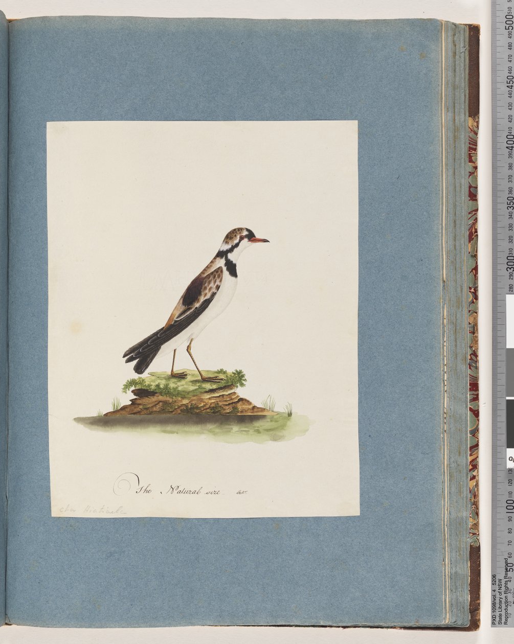 Sivu 79. Mustarintainen Dotterel. Charadrius Hiaticula tekijältä Unknown artist