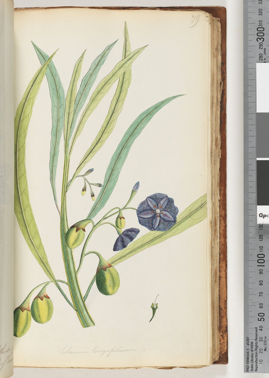 Sivu 79. Solanum longifolium tekijältä Unknown artist