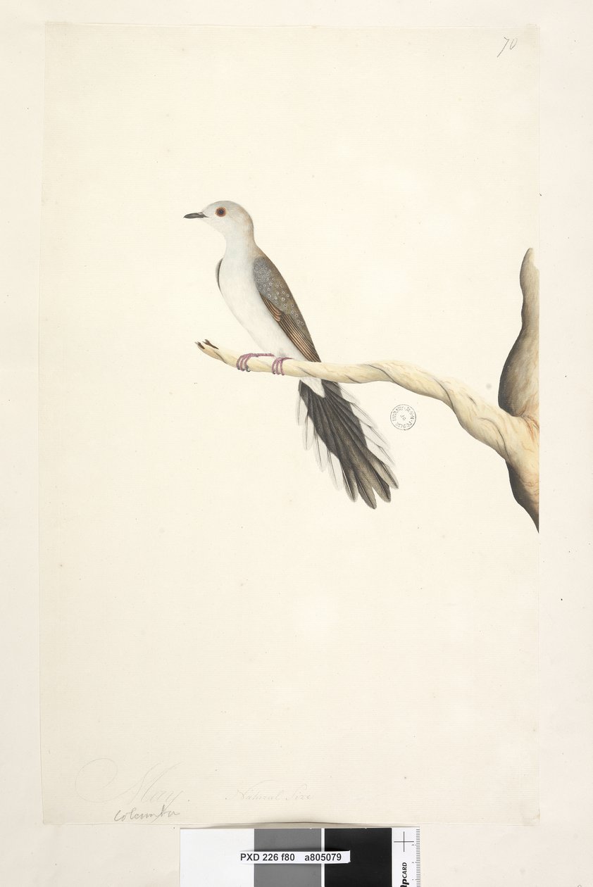 Sivu 80. Columba. otsikon yläpuolella eri kädessä toukokuussa. Luonnonkokoinen Diamond Dove Geopelia cuneata, 1791-92 tekijältä Unknown artist