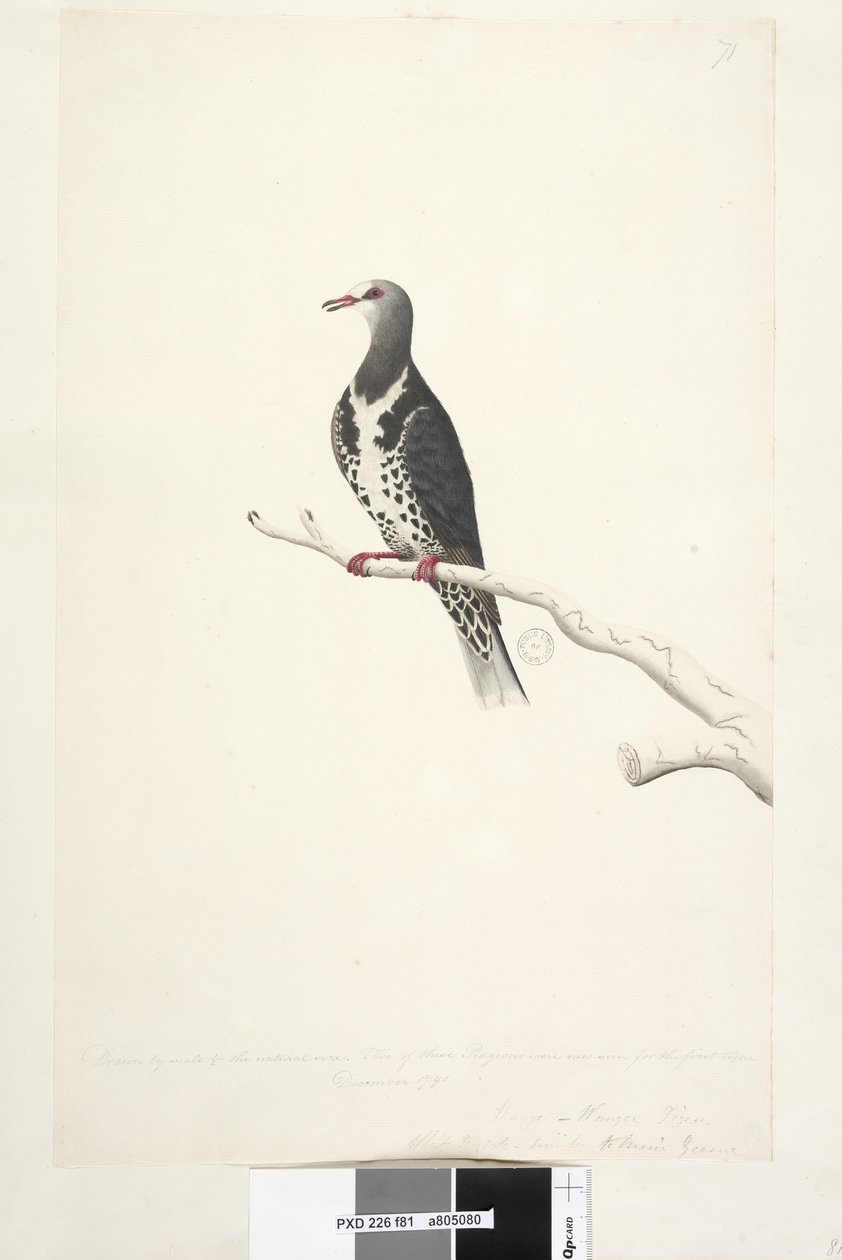 Sivu 81. Wunga, Wungee Pigeon. Piirretty asteikolla 1/2 luonnollisesta koosta. Kaksi näistä kyyhkyistä nähtiin nyt ensimmäistä kertaa joulukuussa 1791... samanlaisia kuin... Wonga Pigeon Leucosarcia melanoleuca, 1791-92 tekijältä Unknown artist