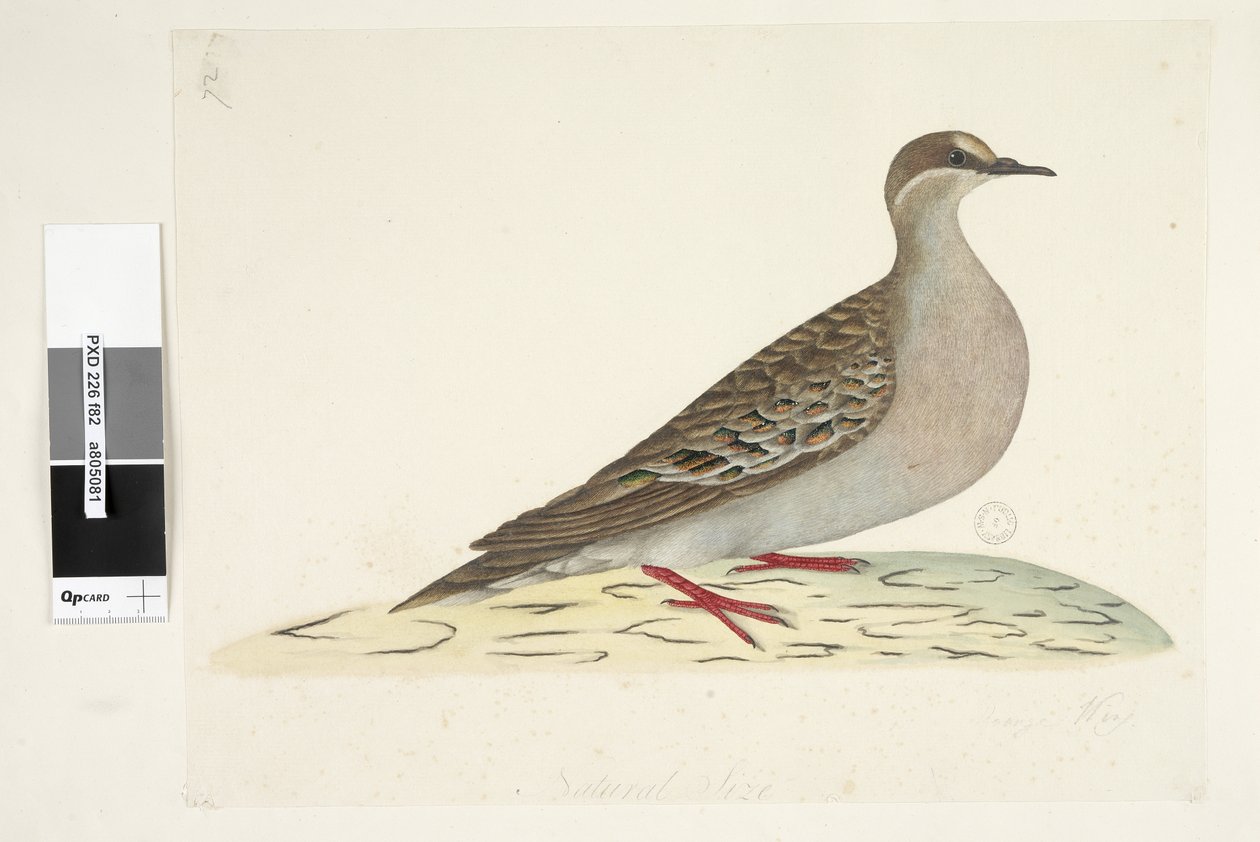 Sivu 82. Pronssisiipi. alempana keskellä eri kädessä Luonnollinen koko Tavallinen pronssikyyhky Phaps chalcoptera, 1791-92 tekijältä Unknown artist