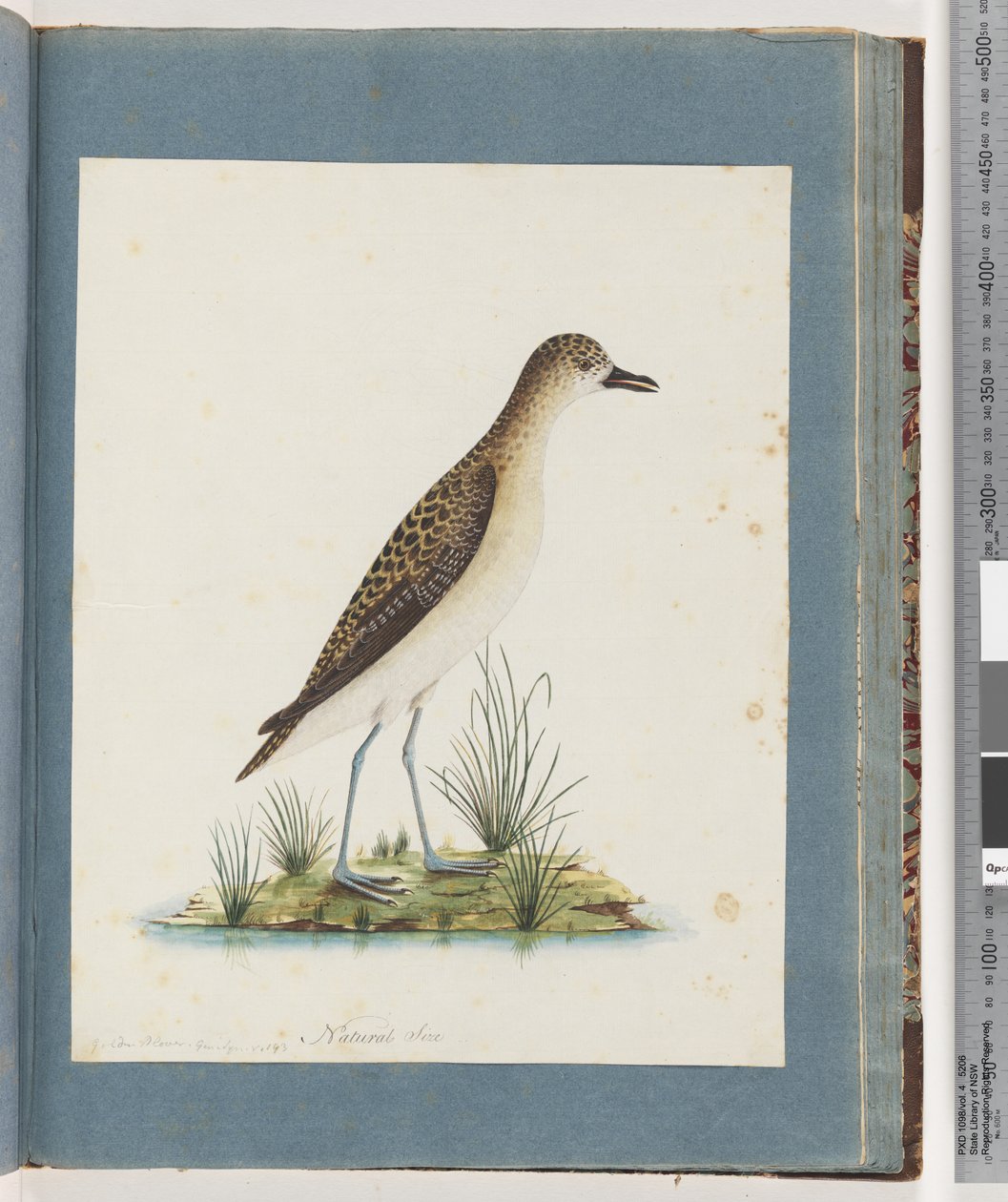 Sivu 82. Golden Plover tekijältä Unknown artist