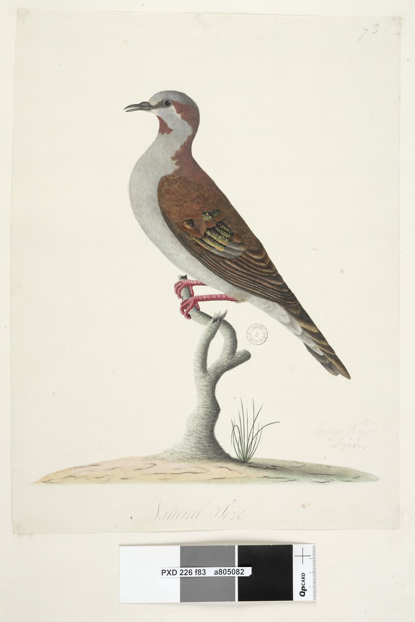 Sivu 83. Pronssisiivekäs kyyhkynen. alempana keskellä eri kädessä Luonnollinen koko Harja Bronzewing Pigeon Phaps elegans, 1791-92 tekijältä Unknown artist