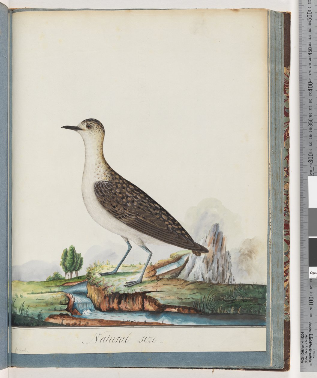 Sivu 83. Naaras Golden Plover tekijältä Unknown artist