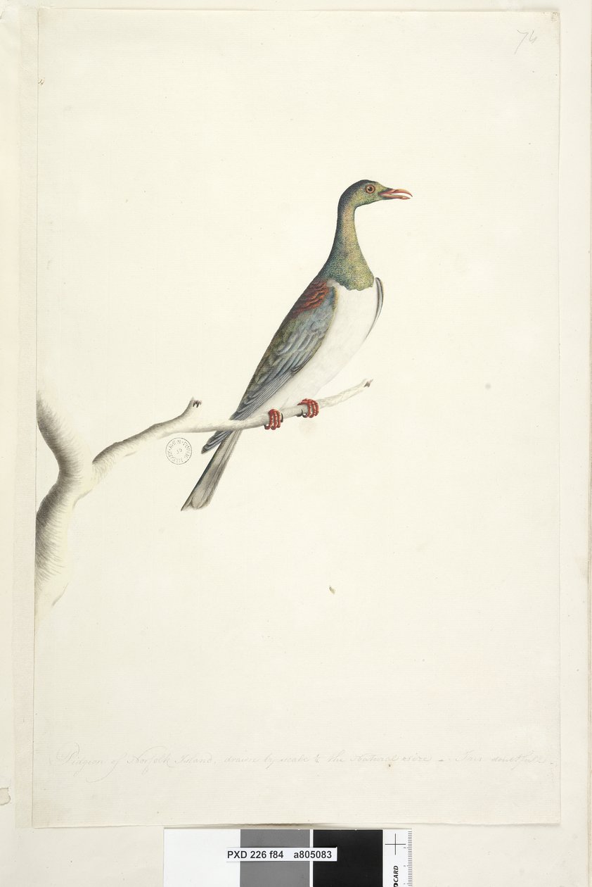 Sivu 84. Norfolkin saaren kyyhkynen piirretty asteikolla 1/2 luonnollisesta koosta. Iris epävarma Norfolk Island Pigeon Hemiphaga novaeseelandiae spadicea, 1791-92 tekijältä Unknown artist