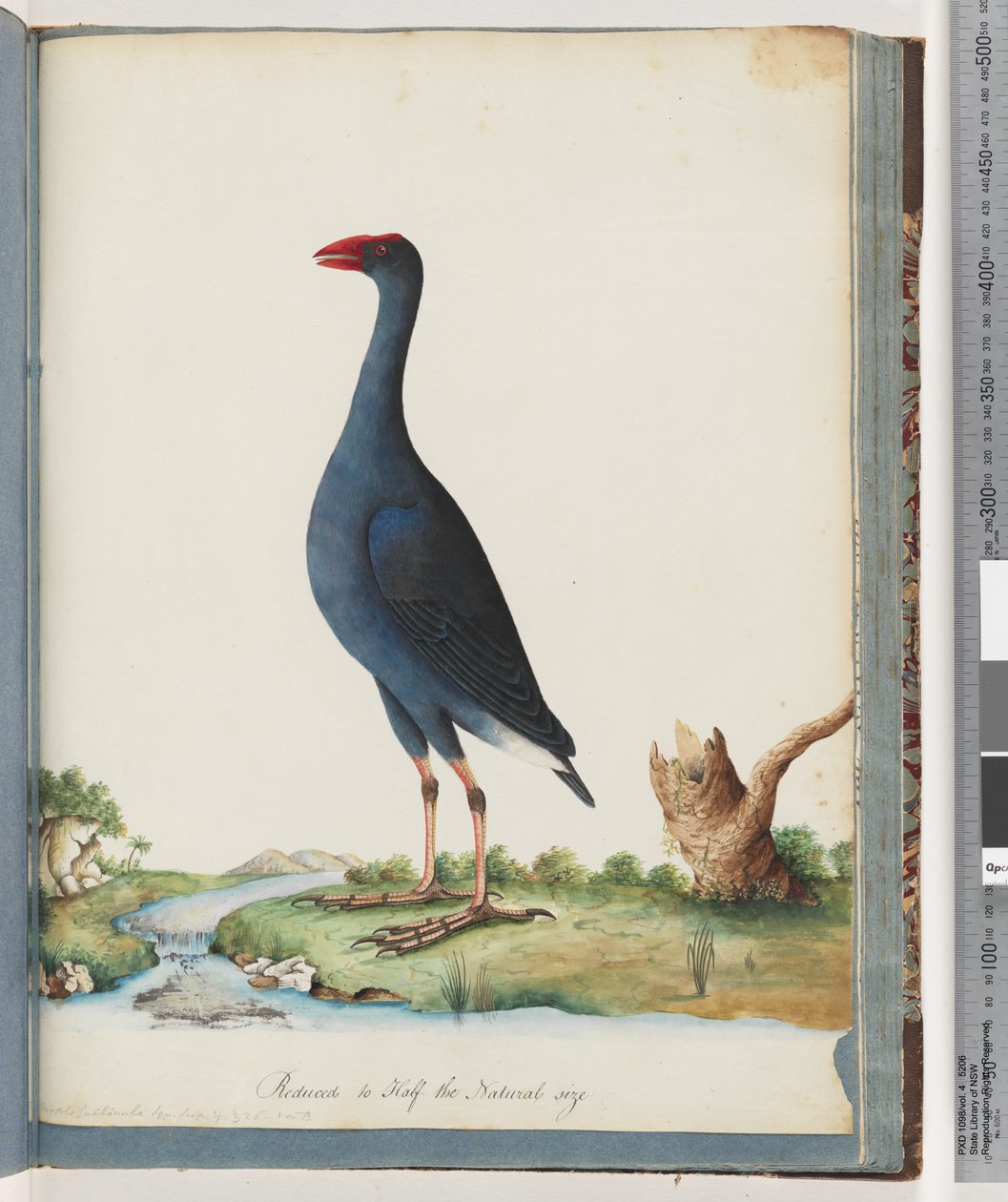 Sivu 84. Purple Swamphen. Purppura Gallinule tekijältä Unknown artist