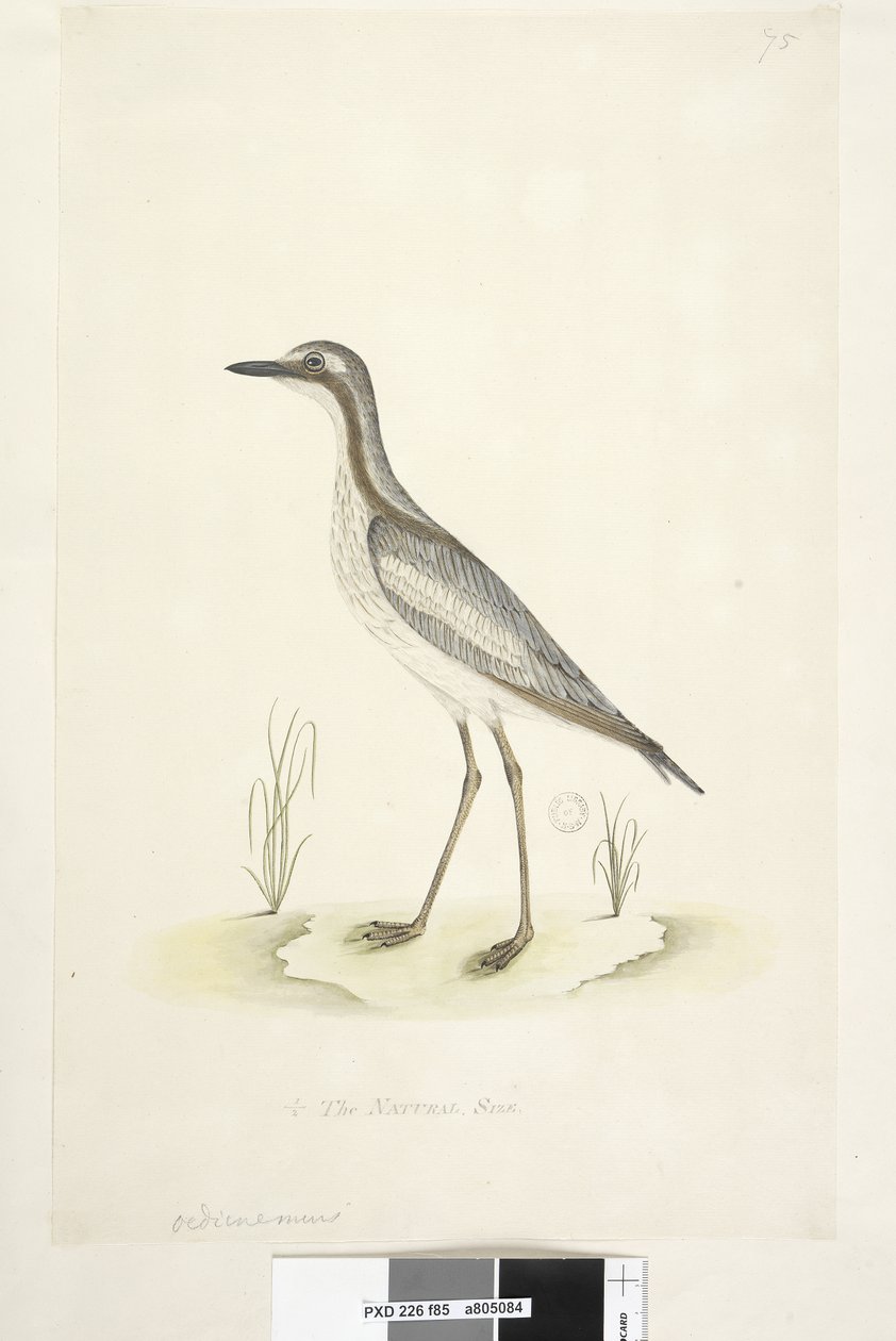 Sivu 85. Oedicnemus. alempana keskellä eri kädessä 1/2 luonnollista kokoa Southern Stone, Curlew Burhinus magnirostris, 1791-92 tekijältä Unknown artist