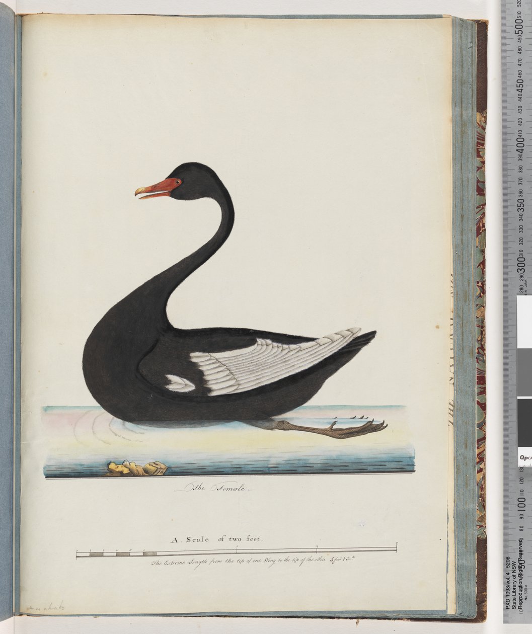Sivu 86. Black Swan. Naaras anas atrata tekijältä Unknown artist