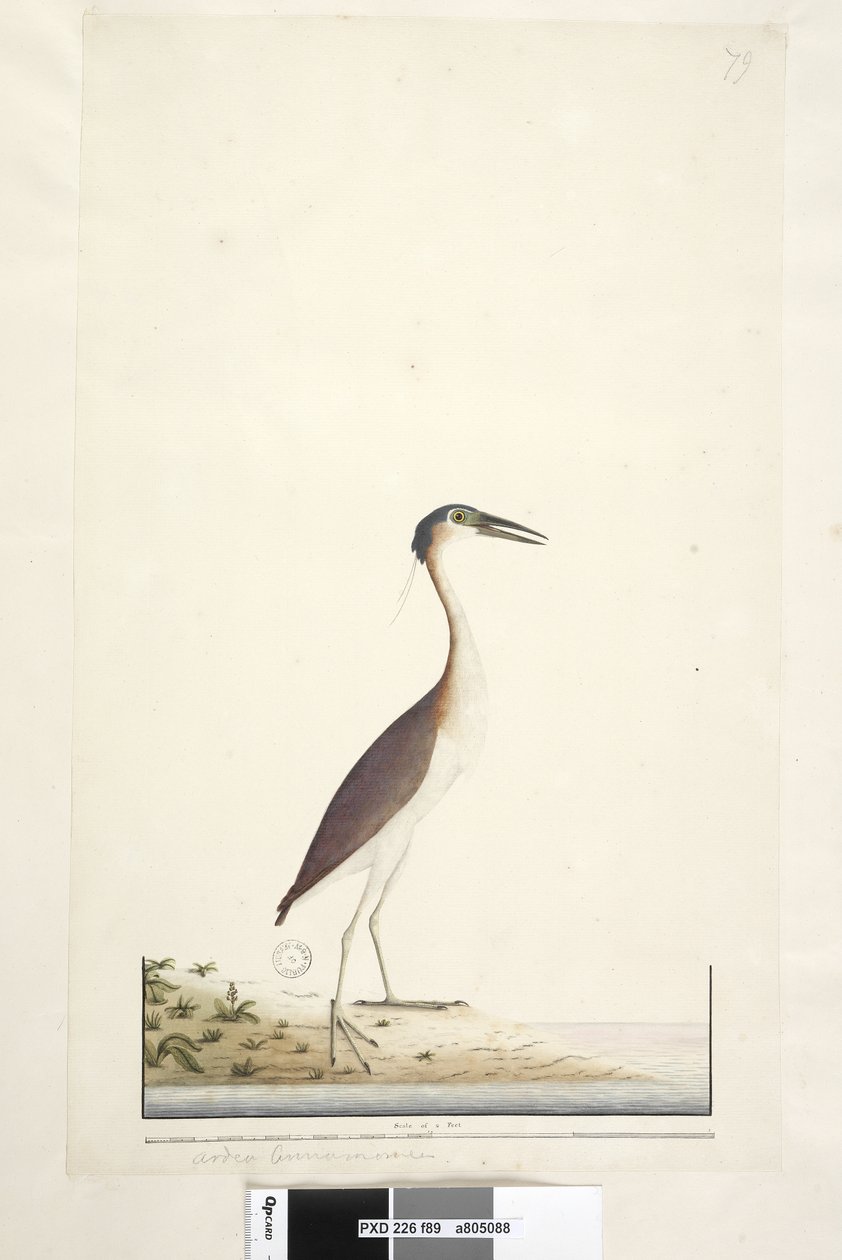 Sivu 89. Ardea ..?.. Nankeen Night, Heron Nycticorax caledonicus, 1791-92 tekijältä Unknown artist