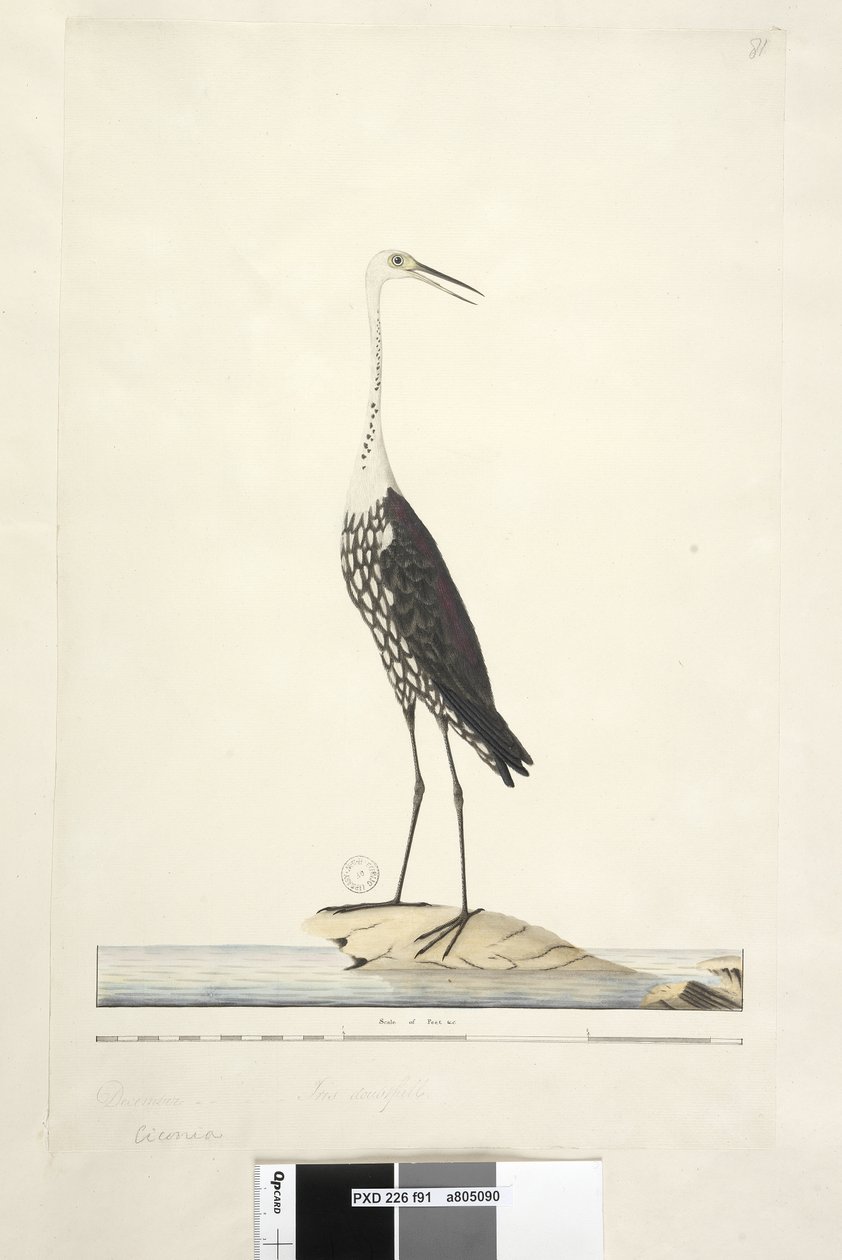 Sivu 91. Ciconia. otsikon yläpuolella eri kädessä Joulukuu, iiris epävarma Valkoinen, kaulahaikara Ardea pacifica Notophoyx pacifica, 1791-92 tekijältä Unknown artist