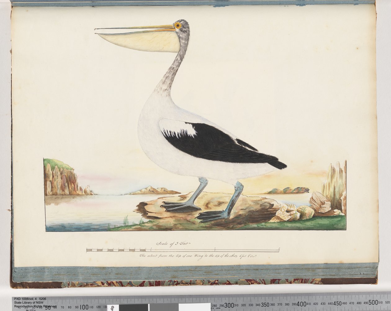 Sivu 92. Australian Pelican tekijältä Unknown artist