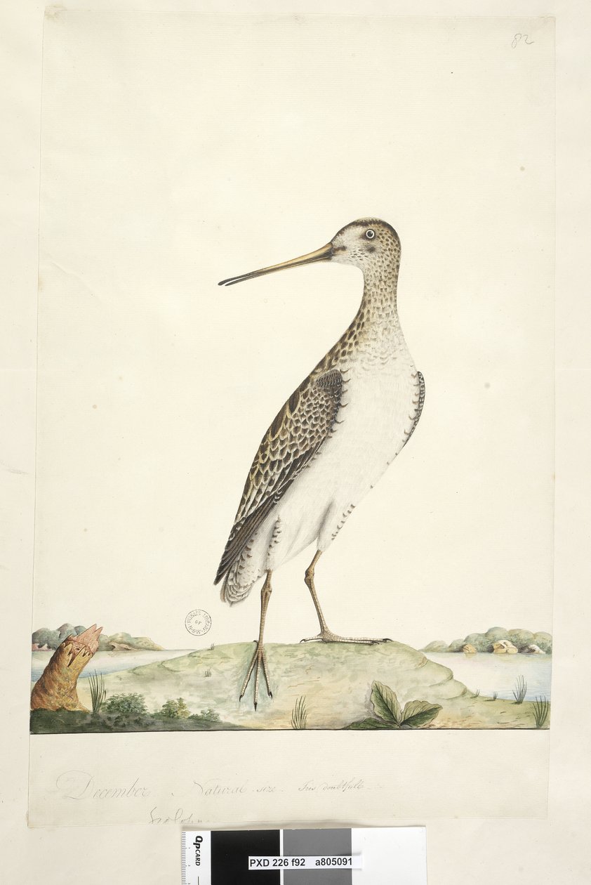 Sivu 92. Scolopax. otsikon yläpuolella eri kädessä joulukuussa. Luonnonkokoinen, epävarma iiris, japanilainen taivakka Gallinago hardwickii, 1791-92 tekijältä Unknown artist
