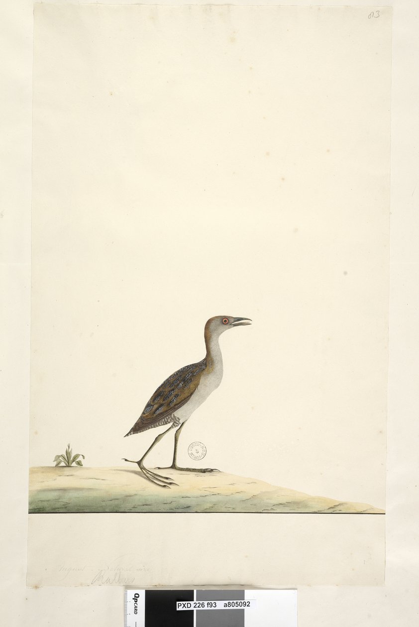 Sivu 93. Rallus. otsikon yläpuolella eri kädessä elokuussa. Luonnonkokoinen Marsh Crake Porzana pusilla, 1791-92 tekijältä Unknown artist