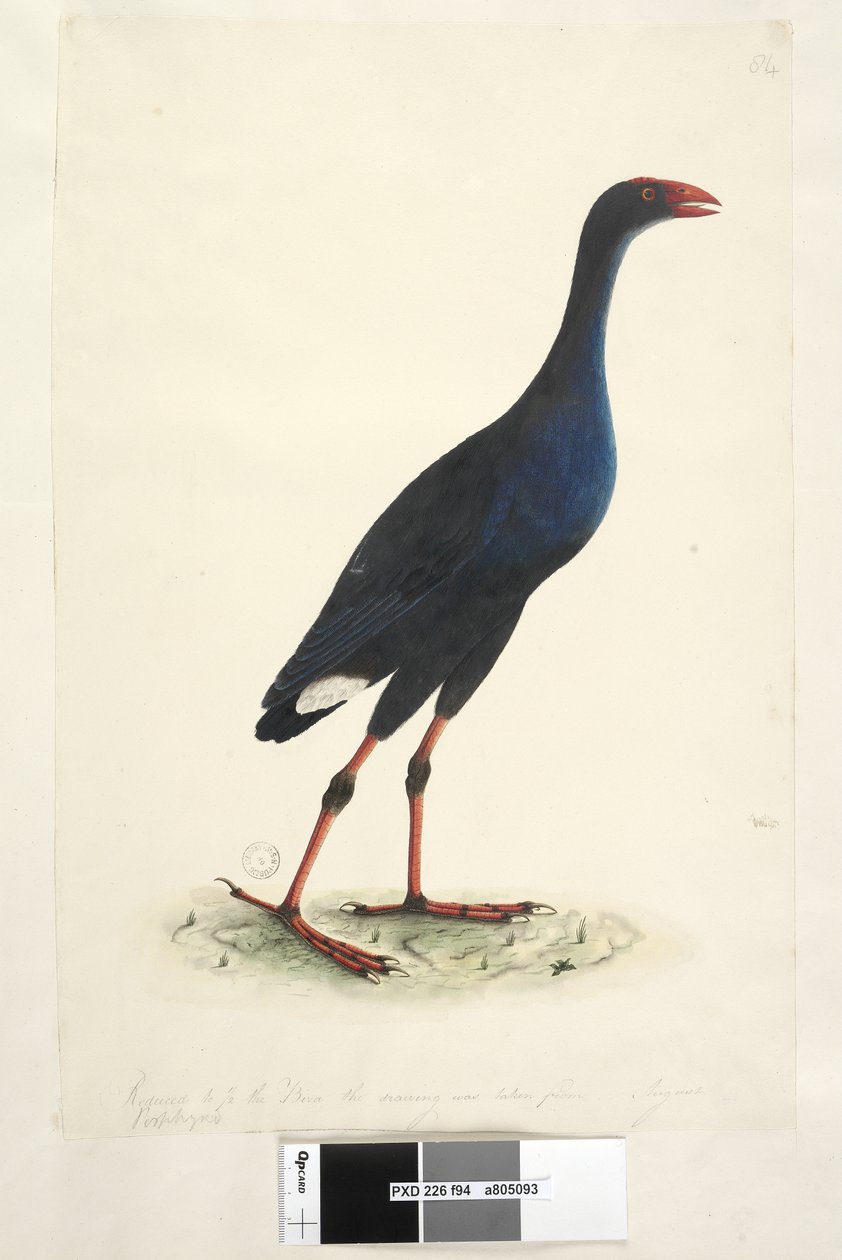 Sivu 94. Porphyrio. alareunaa pitkin eri kädessä Pienennetty 1/2 linnusta, josta piirustus on otettu. elokuu Itäinen suokana Porphyrio porphyrio Porphyrio melanotus, 1791-92 tekijältä Unknown artist