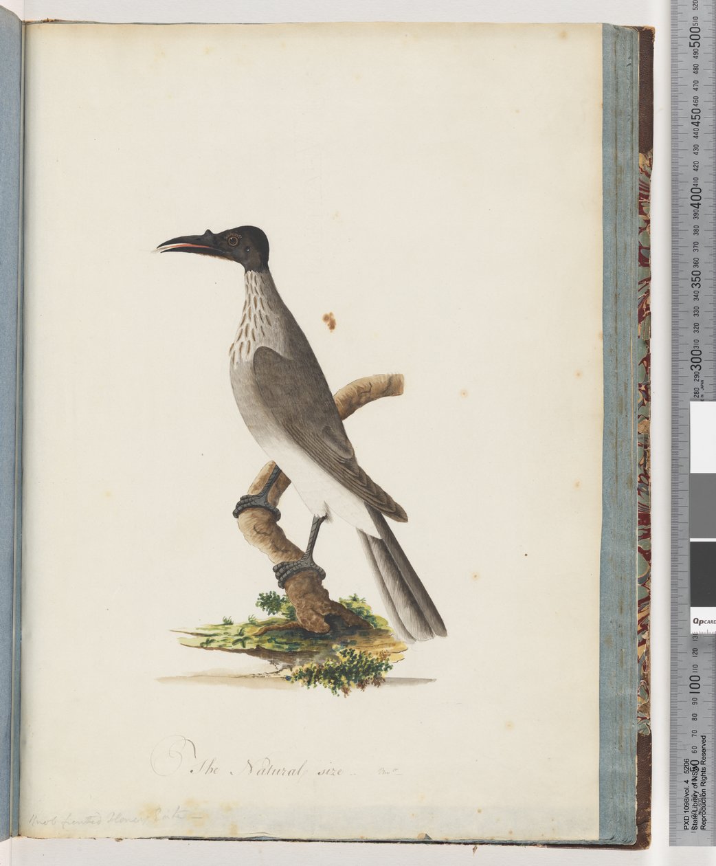 Sivu 95. Noisy Friarbird. Nuppi edessä Honeyeater tekijältä Unknown artist