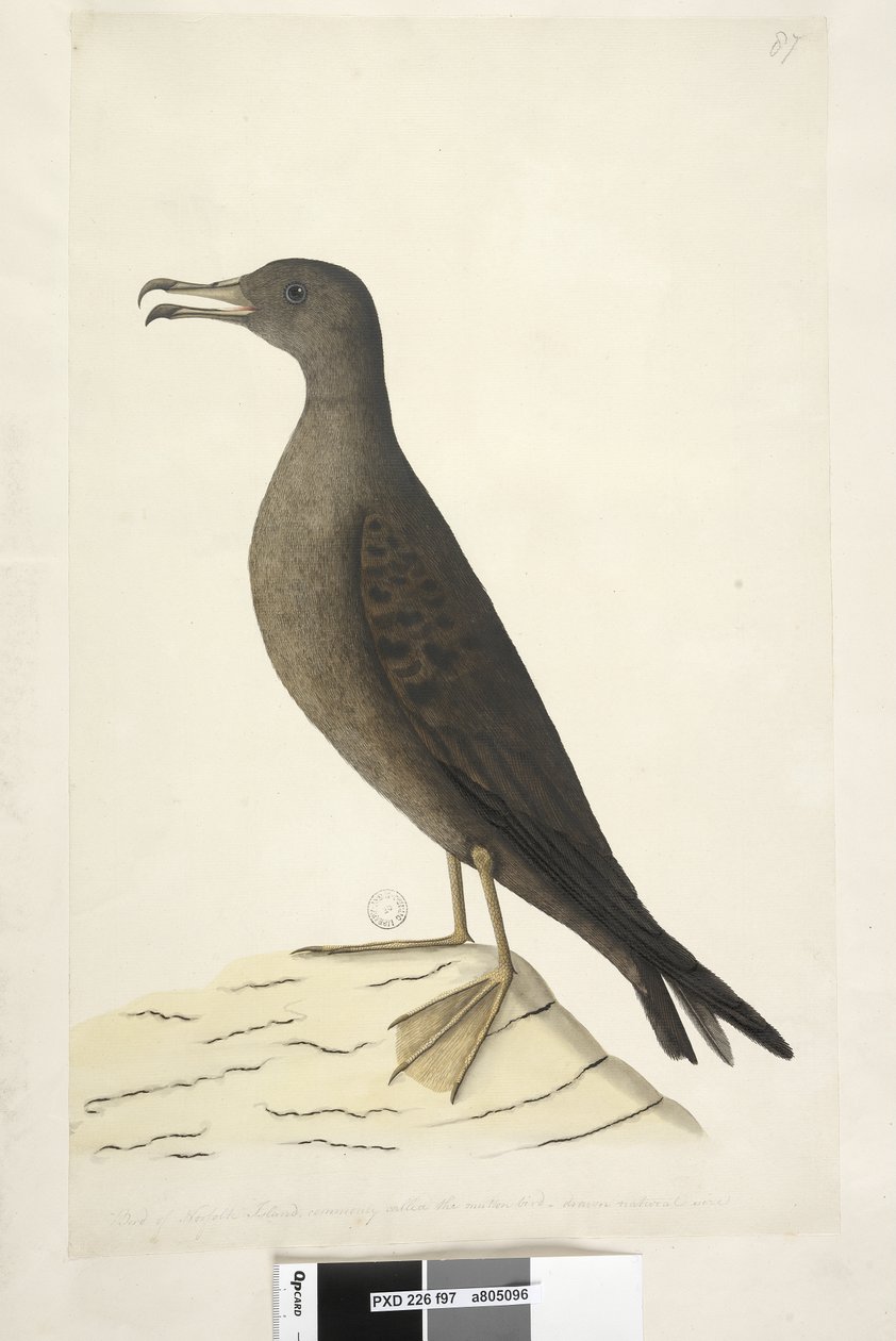 Sivu 97. Norfolkin saaren lintu, jota kutsutaan yleisesti lampaanlinnuksi, piirretty luonnollisen kokoinen kiila, Tailed Shearwater Puffinus Pacificus, 1791-92 tekijältä Unknown artist