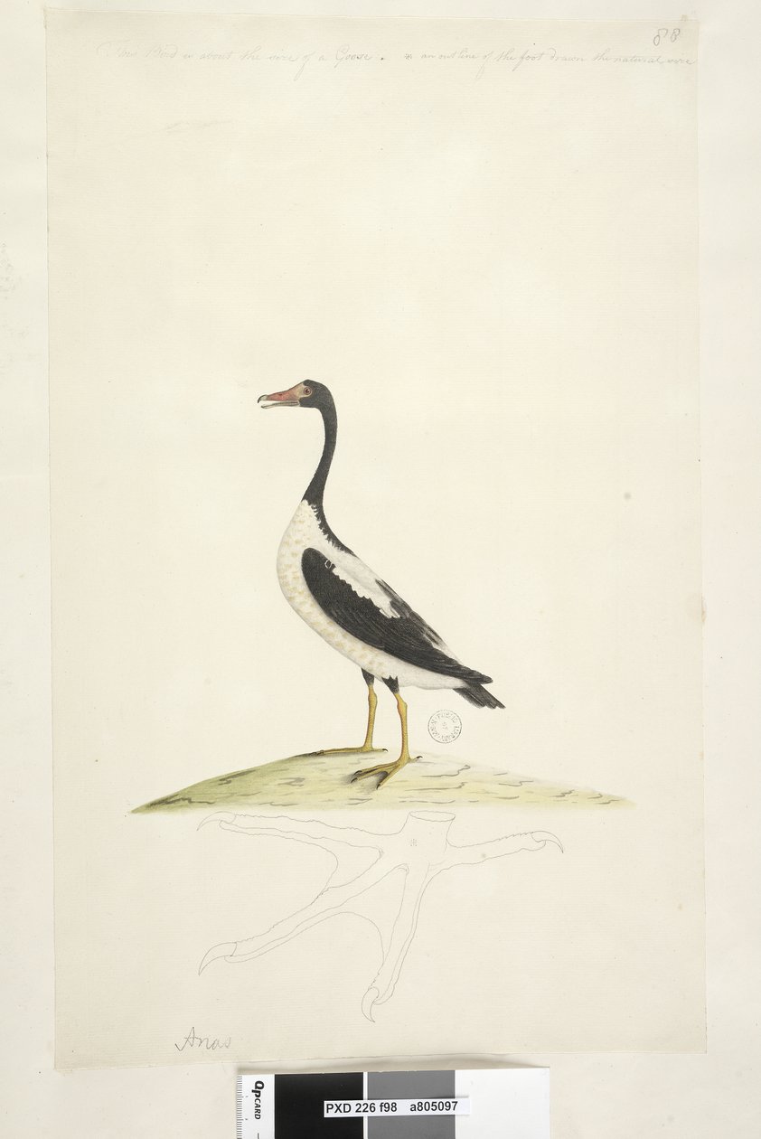 Sivu 98. Anas. yläreunaa pitkin eri kädessä Tämä lintu on suunnilleen hanhen kokoinen. Alla on luonnoskokoisen jalan ääriviivat piirretty Pied Goose Anseranas semipalmata, 1791-92 tekijältä Unknown artist