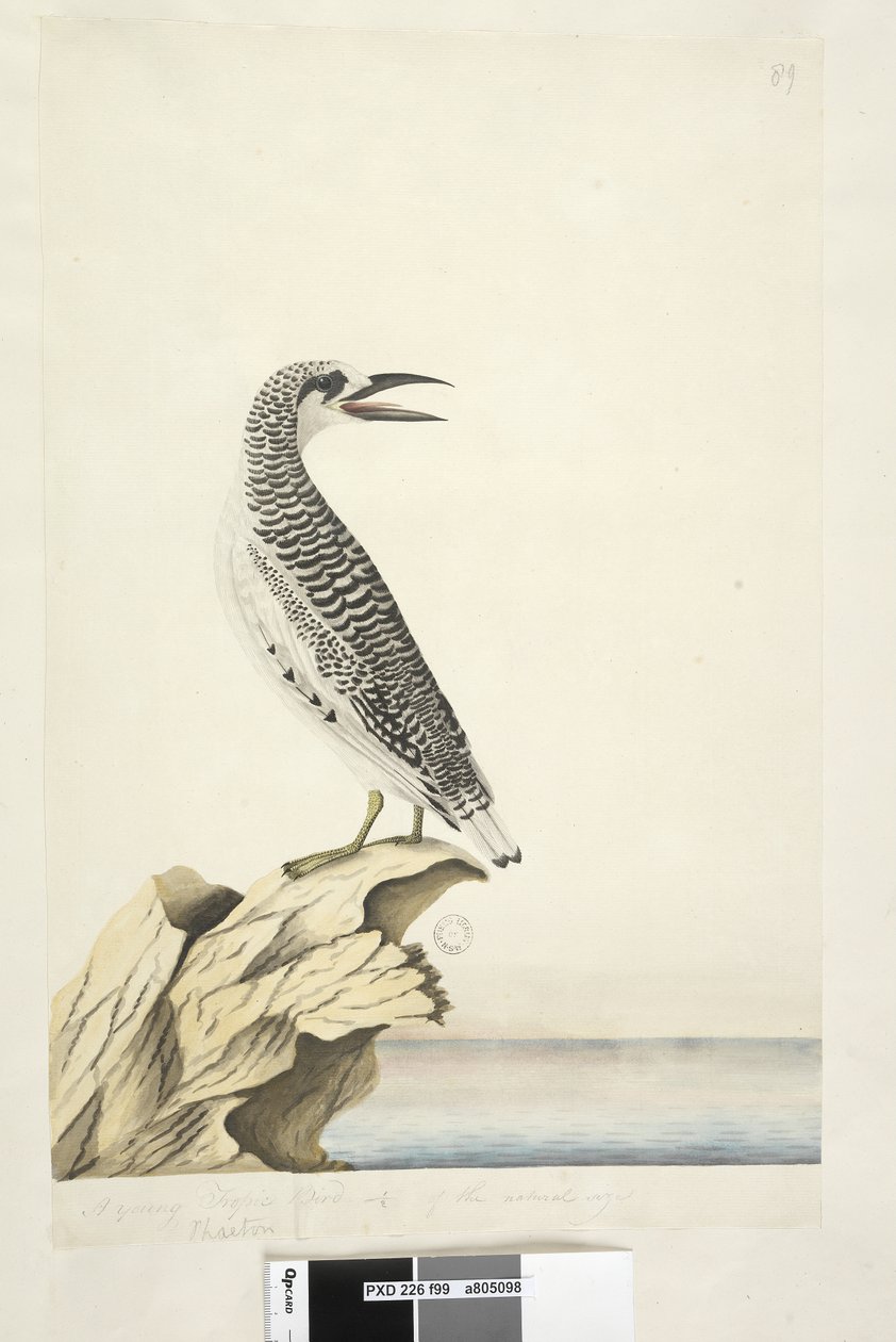Sivu 99. Phaeton. eri kädessä Nuori trooppinen lintu 1/2 luonnollisesta koosta Punainen, Tailed Tropicbird Phaethon rubricauda, 1791-92 tekijältä Unknown artist