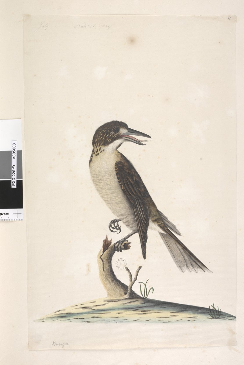 Sivu 9. Vanga. vasemmassa yläkulmassa eri kädessä heinäkuu, luonnollinen koko Harmaa Butcherbird Cracticus torquatus naaras, 1791-92 tekijältä Unknown artist