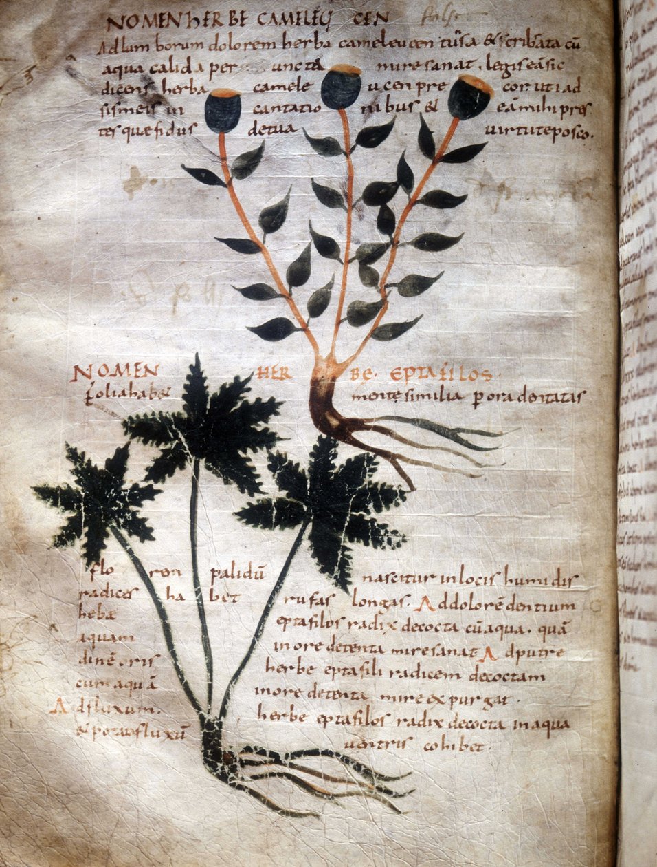 Apuleiuksen (Lucius Apuleius) käsikirjoituksen sivu (n. 125-n. 180), ""De viribus herbarum"", 8. tai 9. vuosisata. Lucca, valtion kirjasto. tekijältä Unknown artist