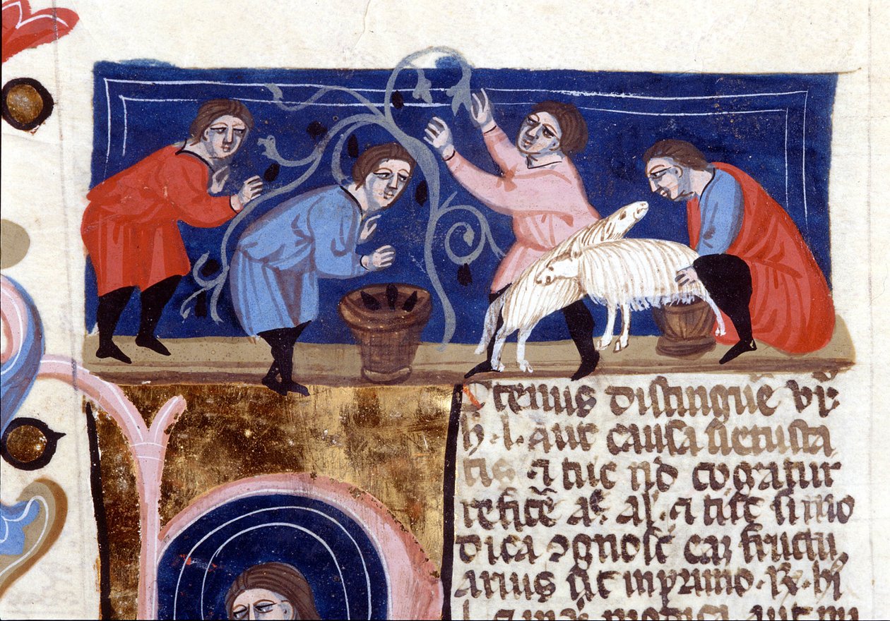 Hedelmien poimiminen ja lampaanmaidon lypsäminen. Käsikirjoitus 1300-luvulta. biblioteca Nazionale Braidense. Milano tekijältä Unknown artist