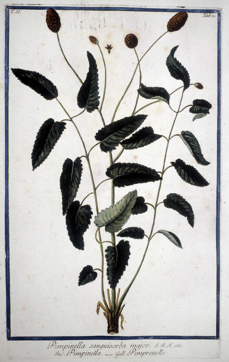 Pimprenelle: Pimpinella Sanguisorba major. tekijältä Unknown artist
