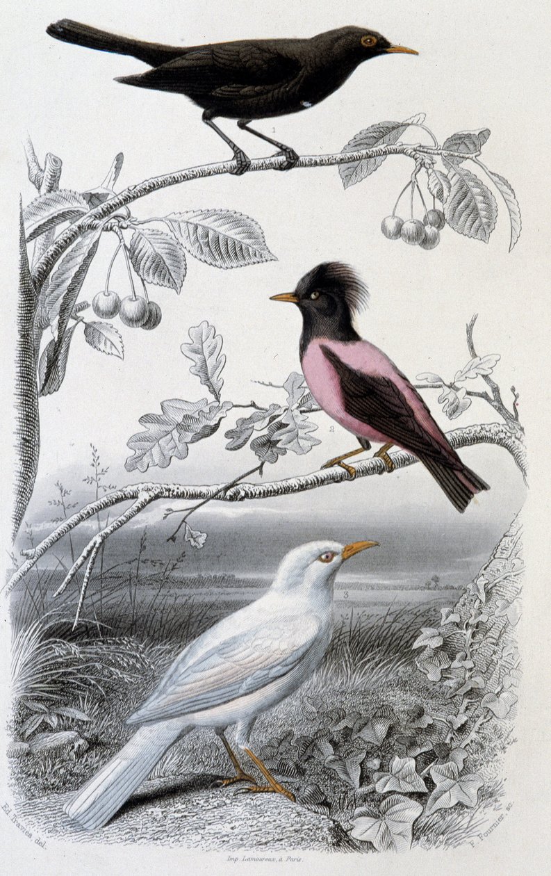 Luonnonhistoriallinen levy: Blackbird, white blackbird ja pink blackbird - teoksessa "Oeuvres de Buffon", toim. Furne Jouvet & cie, Pariisi tekijältä Unknown artist