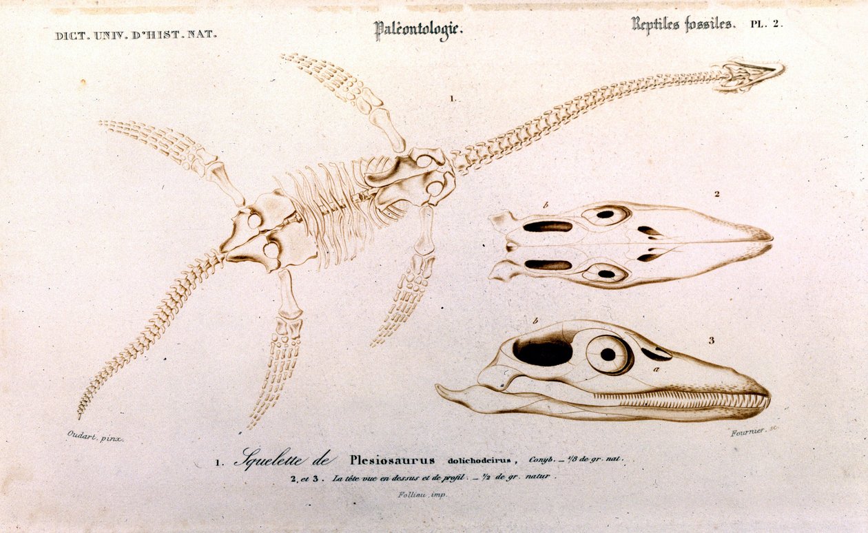 Plesiosaur yleisestä luonnonhistorian sanakirjasta tekijältä Unknown artist