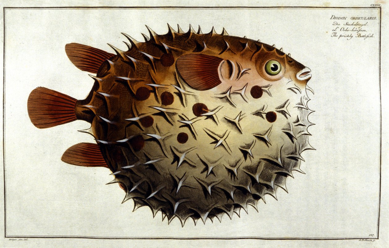 Piikkikala Marc Elieser Bloch Ichtyologien mukaan Pariisi - Berliini - Lontoo 1787. tekijältä Unknown artist