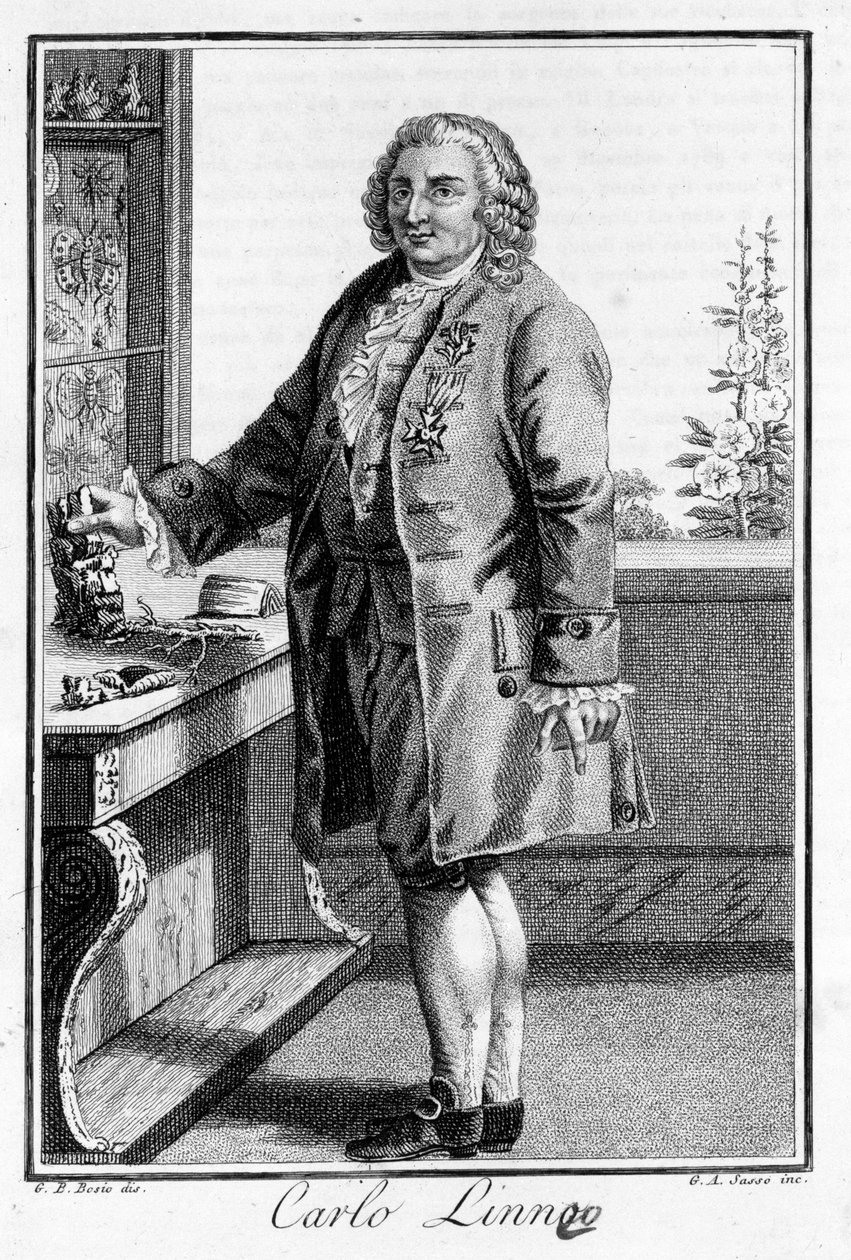 Carl Von Linnén muotokuva ruotsalainen luonnontieteilijä ja kirjailija (1707 - 1778). Sd. kaiverrus 1800-luvulta. tekijältä Unknown artist