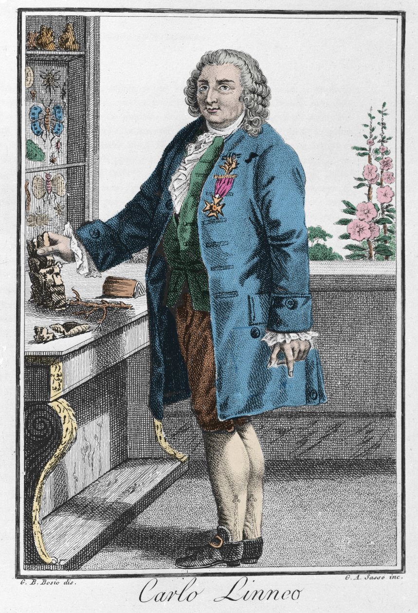 Charles Linnen muotokuva (Carl von Linne, Linneus tekijältä Unknown artist