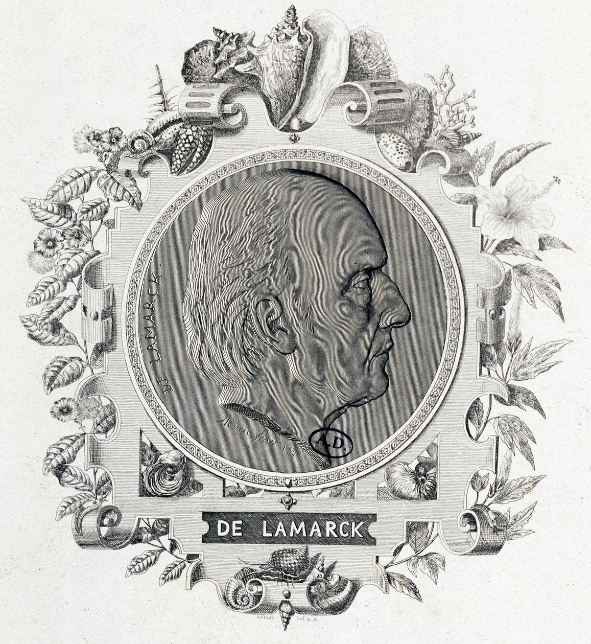 Jean Baptiste Lamarckin muotokuva - kaiverrus tekijältä Unknown artist