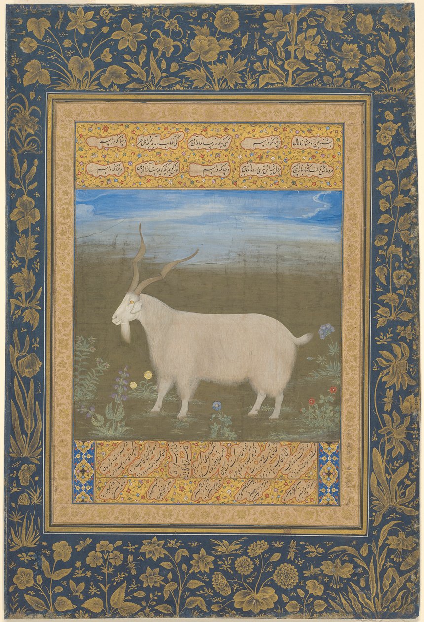 Ladakhilaisen vuoristovuohen muotokuva tekijältä Unknown artist