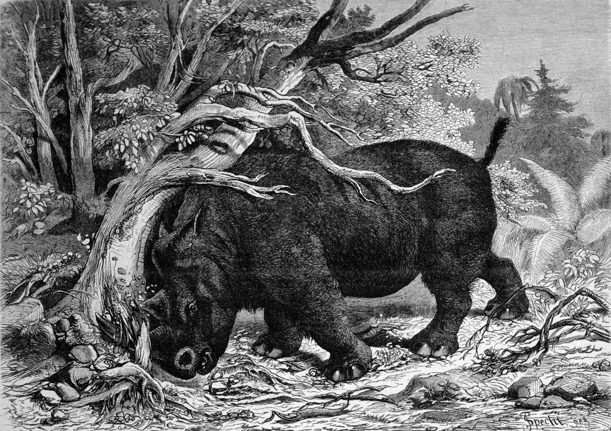 Esihistoria: perissodaktyyliperheen dinosaurus, sarvikuonon esi-isä, puun tuhoaminen. Kaiverrus 1800-luvulta fn tekijältä Unknown artist