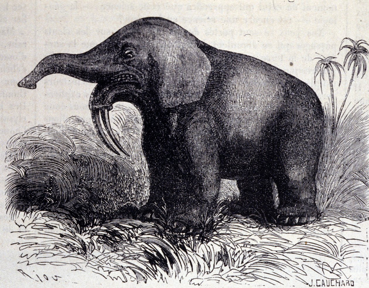 Esihistoria: Dinotheriumin esitys, pachynahkatyyppi. tekijältä Unknown artist