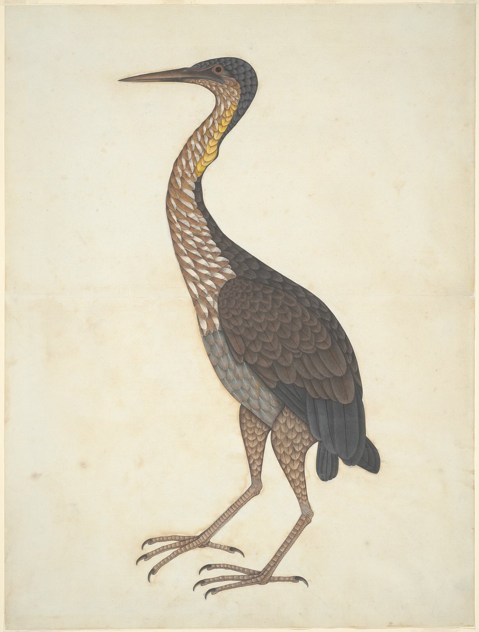 Purppurahaikara (Ardea purpurea) tekijältä Unknown artist