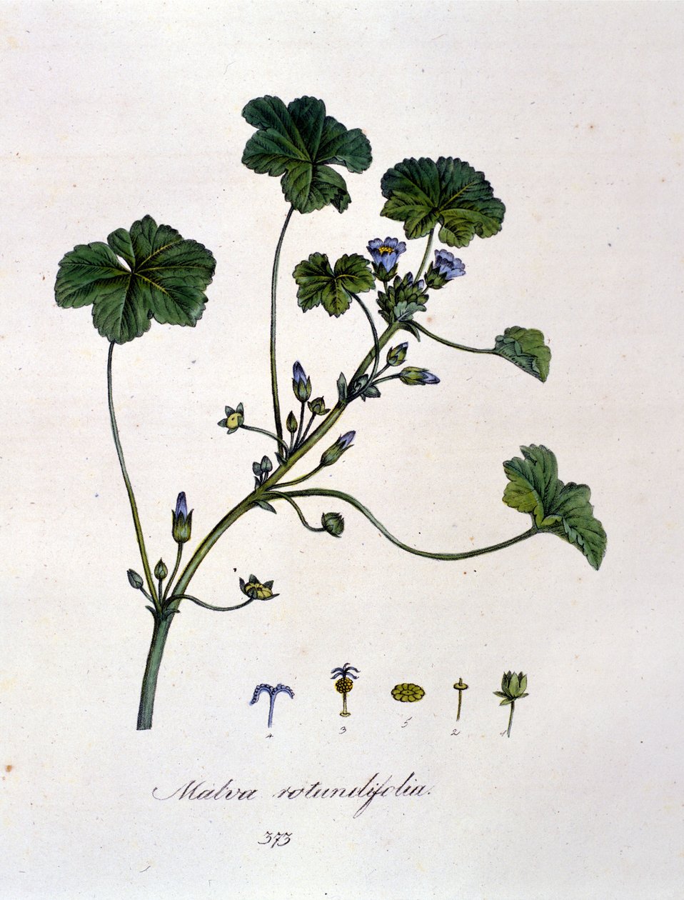 Violetti: yrtti, jonka infuusiolla on rauhoittavia vaikutuksia. tekijältä Unknown artist