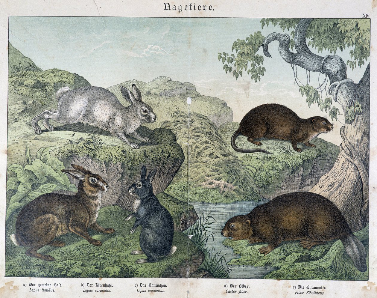Kani, majava - julkaisussa “” Natural History of Mammals”, toim. Schreiber tekijältä Unknown artist