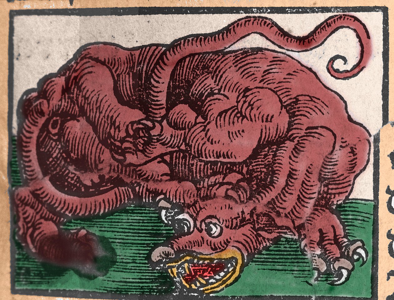 Lohikäärmeen esitys. Kaiverrus Johann Stumpffin teoksesta "Den Ellen Strength Beste Fromen". 1550 tekijältä Unknown artist