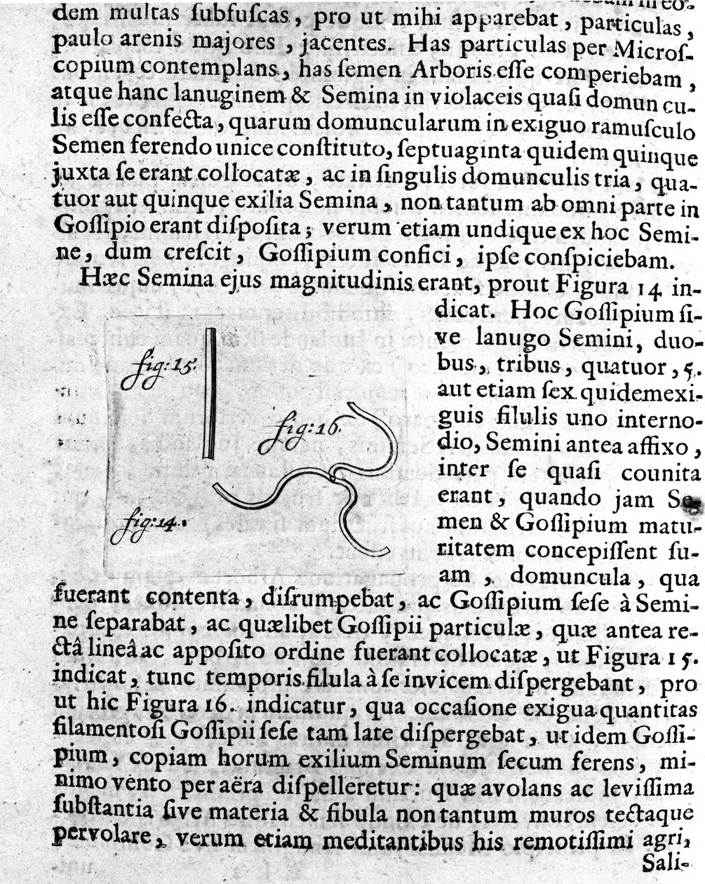Hedelmäpuun siemenen kuvaus Hollantilaisen kauppiaan ja tiedemiehen Antoine van Leeuwenhoekin (tai Leeuvenhoek Leeuwenhoeckin) (tai Antoni tai Anthonie) (1632-1723) tekemä kuvaus. Kaiverrus teoksesta "Investigatio Arcanorum" 1722 tekijältä Unknown artist