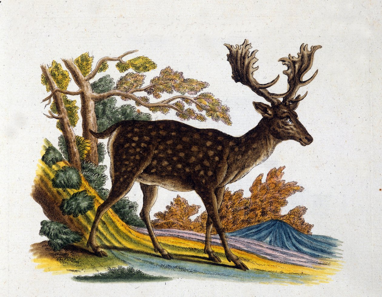 Poron esitys. 1700-luvun kaiverrus tekijältä Unknown artist