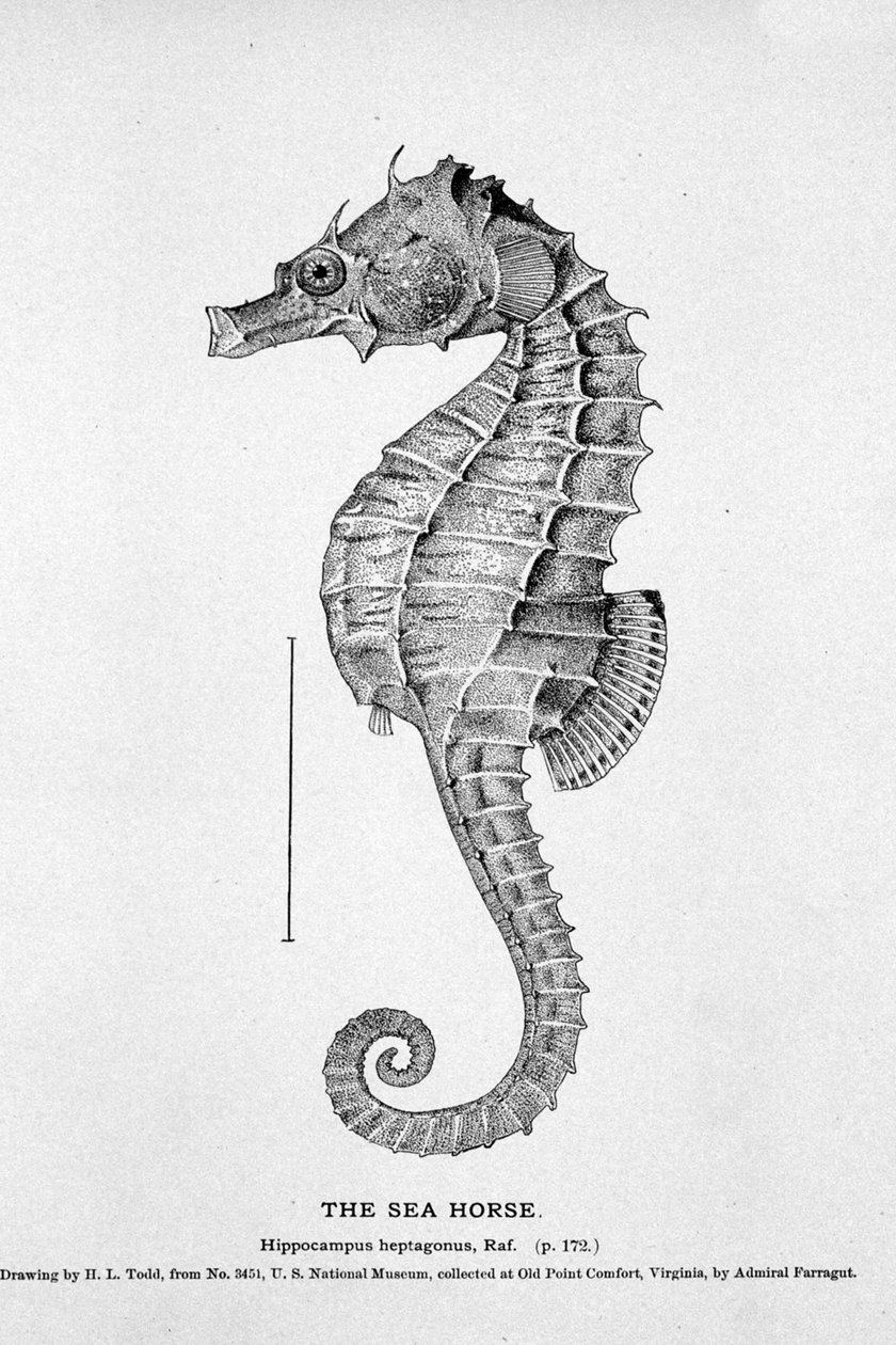 Merihevosen (Hippocampus heptagonis) esitys. Luonnontieteellinen taulu 1800-luvulta. tekijältä Unknown artist