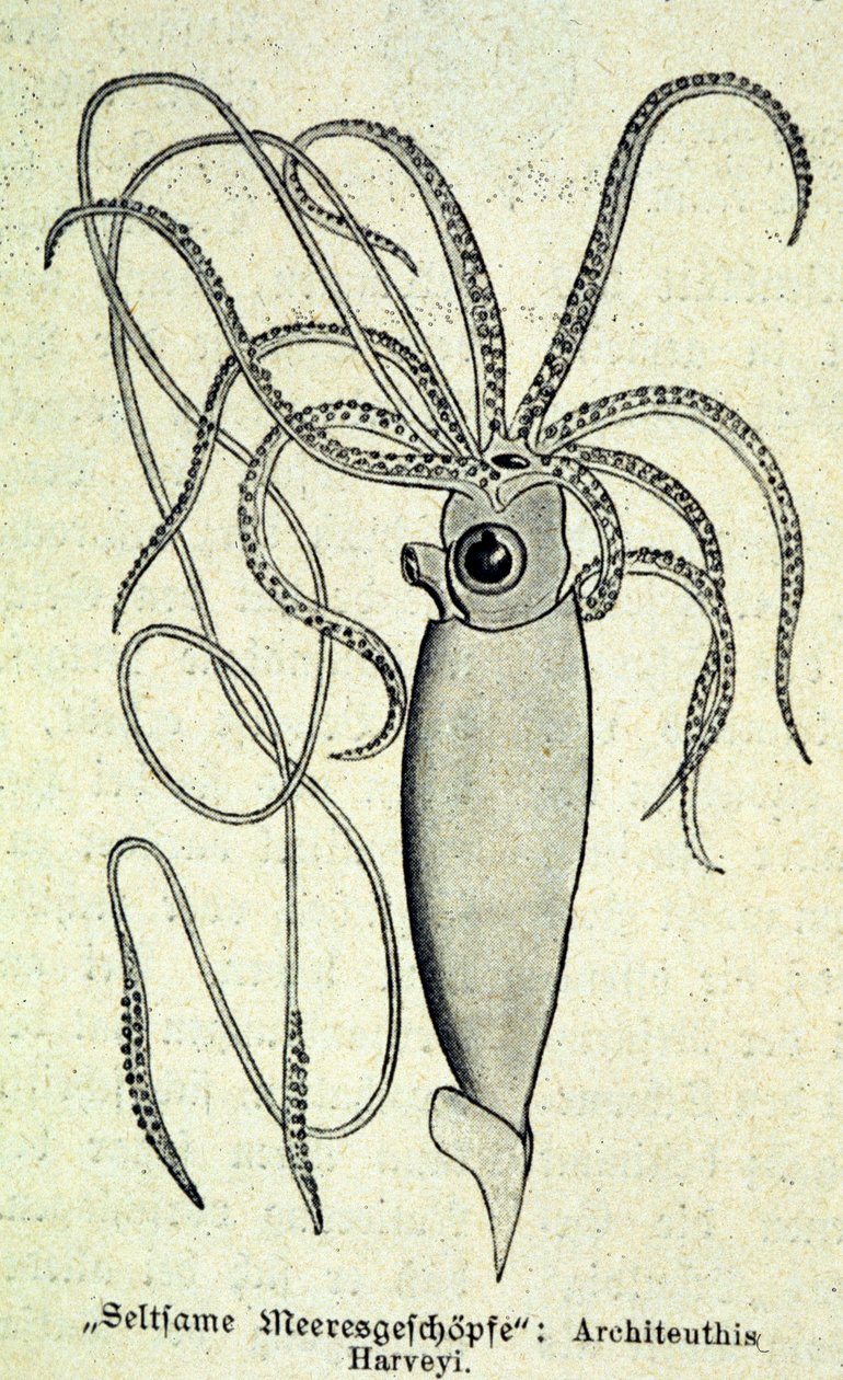 Esitys Architeuthis Harveyistä, jättiläiskalmarista. tekijältä Unknown artist