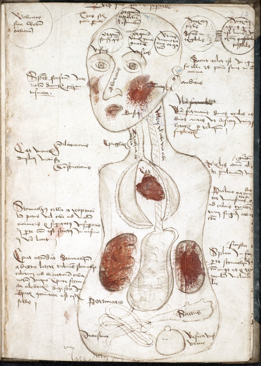 Aristotelilaisen tietoisuusteorian esitys (Lähde: De corpore et anima) - Nimetön - 1497 - Vesiväri pergamentille - 22x15,8 - John Rylandsin yliopiston kirjasto tekijältä Unknown artist