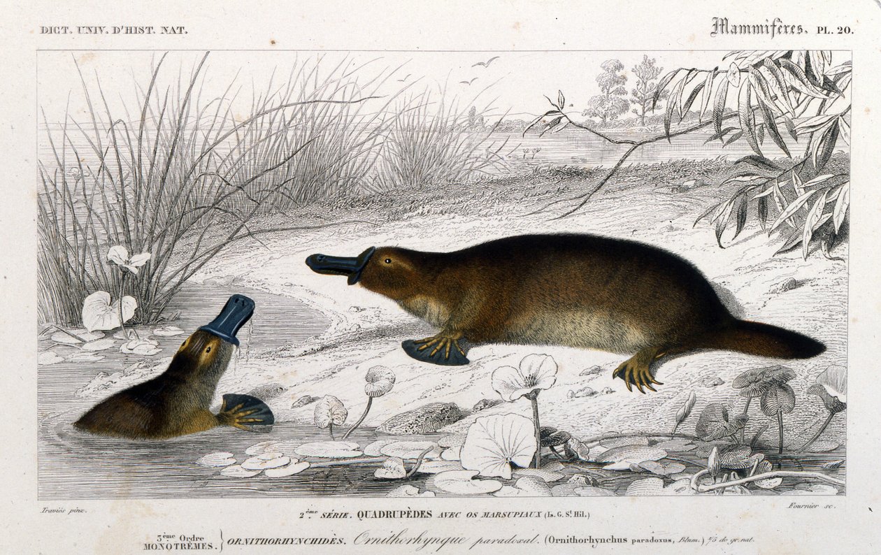 Ornithorynch (Ornithorhynchus paradoxus, Blum.) esitys. kaiverrus C. D